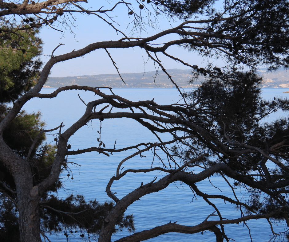 view through trees of Adriatic sea