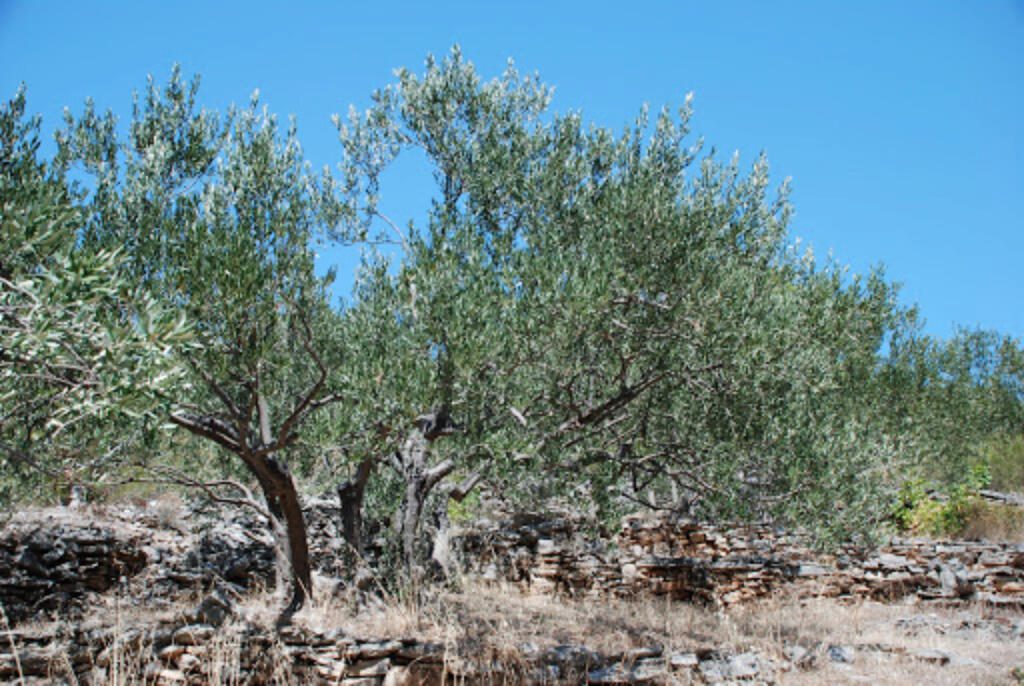 Croatia olive grove